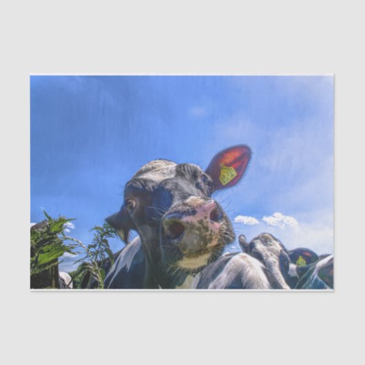 Koe close-up, deel 7: 'Ik luister!' Uitgave Tissuepapier (Voorkant)