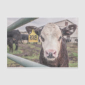 Koe Close-up, Part 1 Tissuepapier (Voorkant)