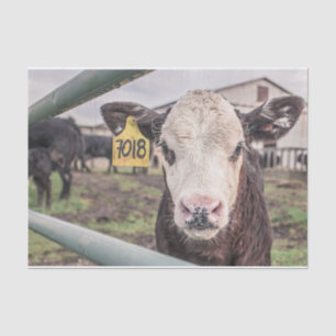 Koe Close-up, Part 1 Tissuepapier