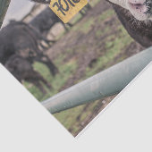 Koe Close-up, Part 1 Tissuepapier (Detail)