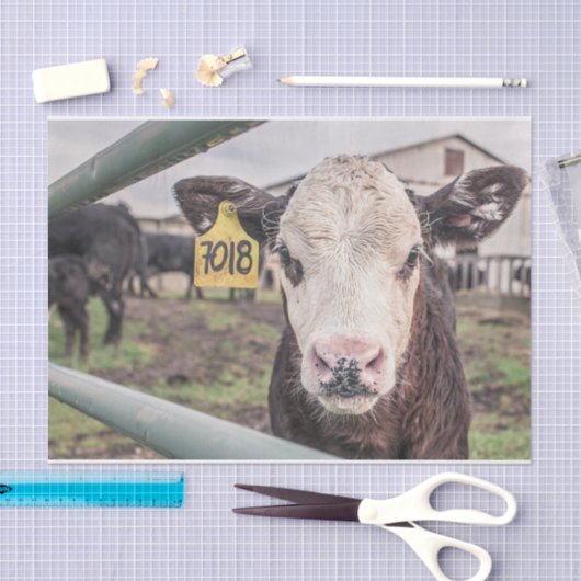 Koe Close-up, Part 1 Tissuepapier (Craft)