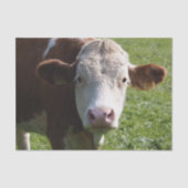 Koe Close-up, Part 3 Tissuepapier (Voorkant)