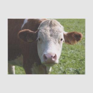 Koe Close-up, Part 3 Tissuepapier