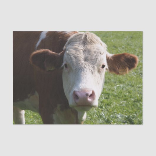 Koe Close-up, Part 3 Tissuepapier (Voorkant)
