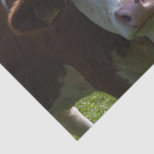 Koe Close-up, Part 3 Tissuepapier (Detail)