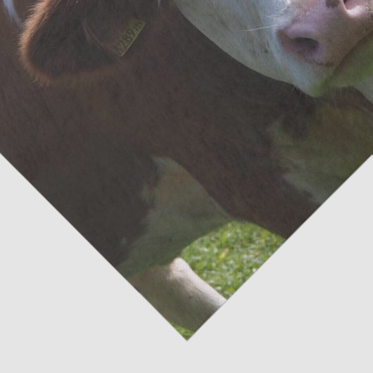 Koe Close-up, Part 3 Tissuepapier (Detail)