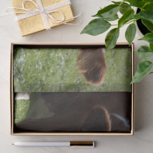 Koe Close-up, Part 3 Tissuepapier (Geschenk)