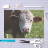 Koe Close-up, Part 3 Tissuepapier (Craft)