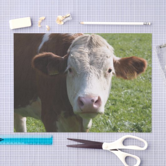 Koe Close-up, Part 3 Tissuepapier (Craft)