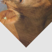 Koe Close-up, Part 4: The Side-Eye Glare Edition Tissuepapier (Detail)