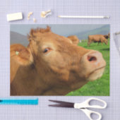 Koe Close-up, Part 4: The Side-Eye Glare Edition Tissuepapier (Craft)