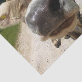 Koe Close-up, Part 6: The Curious Koe Edition Tissuepapier (Detail)