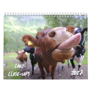 Koe Close-Ups 2027 Kalender