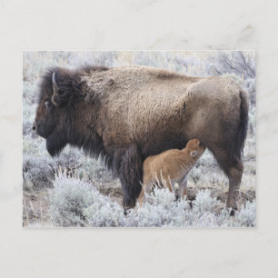 Koe die bizonkalf zoogt, Yellowstone Briefkaart
