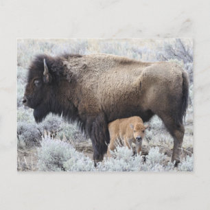 Koe die Bizonkalf zoogt, Yellowstone Briefkaart