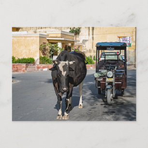Koe die de Weg Oversteekt   Platteland India Straa Briefkaart