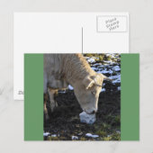 Koe die een blokzout likt briefkaart (Voorkant / Achterkant)