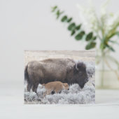 Koe en kalf Bison, geelsteen Briefkaart (Staand voorkant)