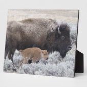 Koe en kalf Bison, geelsteen Fotoplaat (Zijkant)