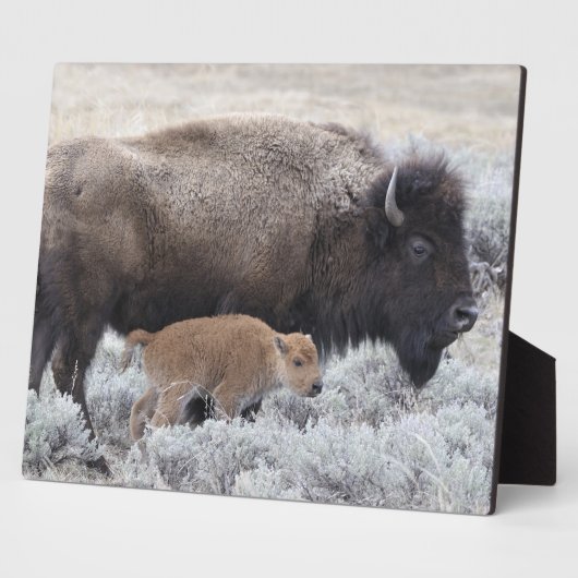 Koe en kalf Bison, geelsteen Fotoplaat (Zijkant)