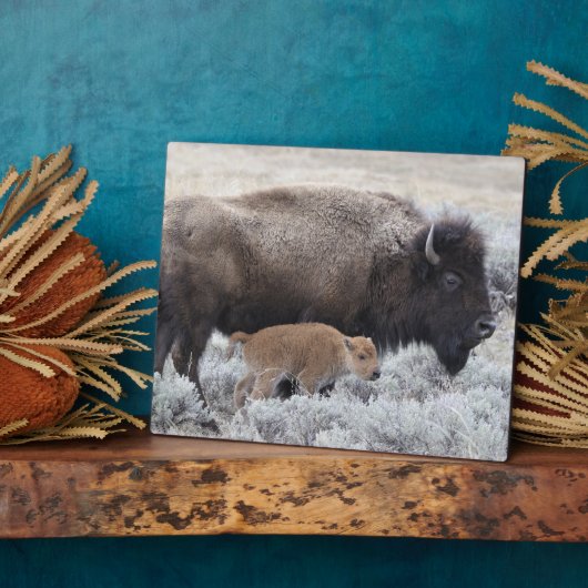 Koe en kalf Bison, geelsteen Fotoplaat (Zijkant)