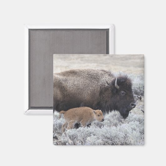 Koe en kalf Bison, geelsteen Magneet (Voorkant / Achterkant)