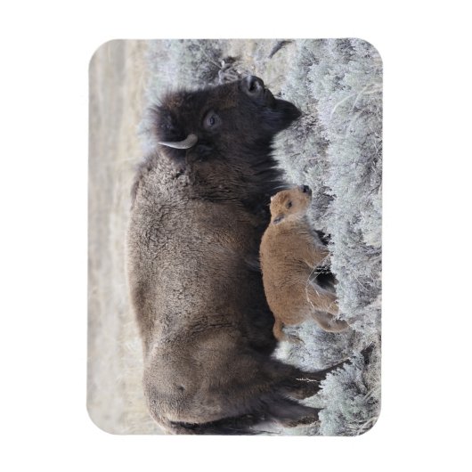 Koe en kalf Bison, geelsteen Magneet (Verticaal)