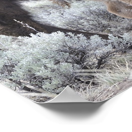 Koe en kalf Bison, geelsteen Poster (Hoek)