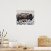 Koe en kalf Bison, geelsteen Poster (Keuken)