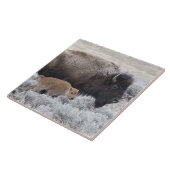 Koe en kalf Bison, geelsteen Tegeltje (Zijkant)