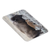 Koe en Kalf Bizon, Yellowstone Magneet (Rechterzijde)