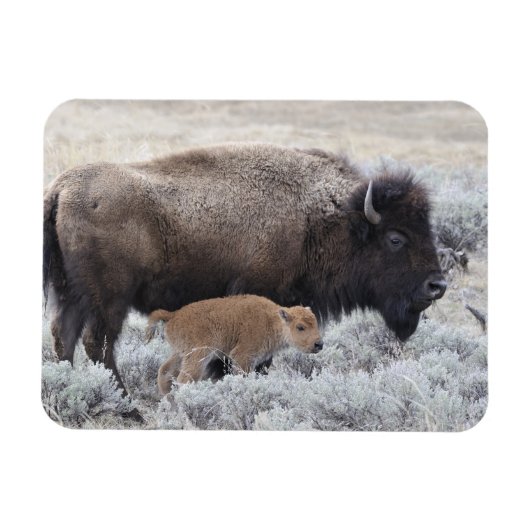 Koe en Kalf Bizon, Yellowstone Magneet (Horizontaal)