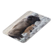 Koe en Kalf Bizon, Yellowstone Magneet (Linkerzijde)