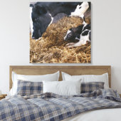 Koe en kalf in Hay Canvas Afdruk (Insitu (Slaapkamer))
