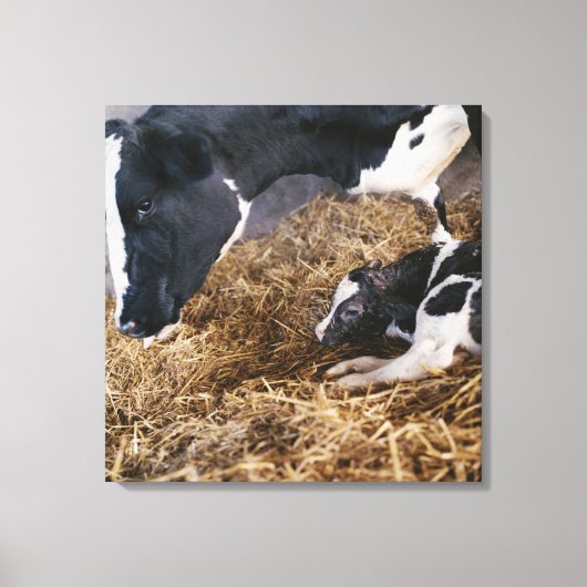 Koe en kalf in Hay Canvas Afdruk (Voorkant)