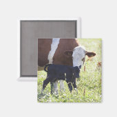 Koe en kalf magneet (Voorkant / Achterkant)