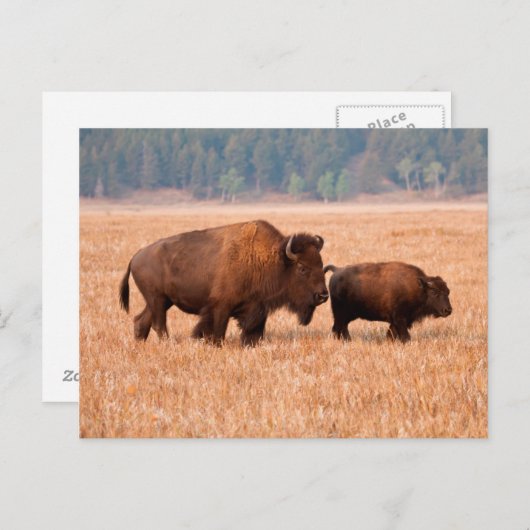 Koe en kalf van American Bison (Bison Bison) Briefkaart (Voorkant / Achterkant)