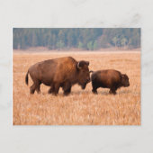 Koe en kalf van American Bison (Bison Bison) Briefkaart (Voorkant)