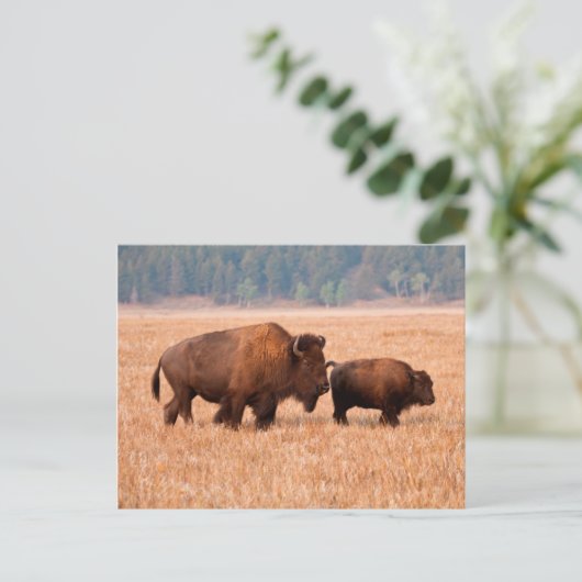 Koe en kalf van American Bison (Bison Bison) Briefkaart (Staand voorkant)