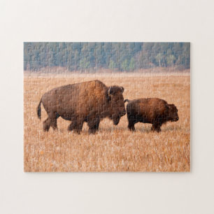 Koe en kalf van American Bison (Bison Bison) Legpuzzel