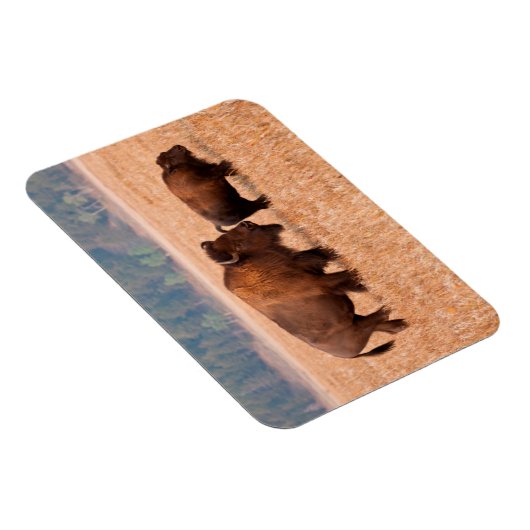 Koe en kalf van American Bison (Bison Bison) Magneet (Rechterzijde)