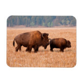 Koe en kalf van American Bison (Bison Bison) Magneet (Horizontaal)