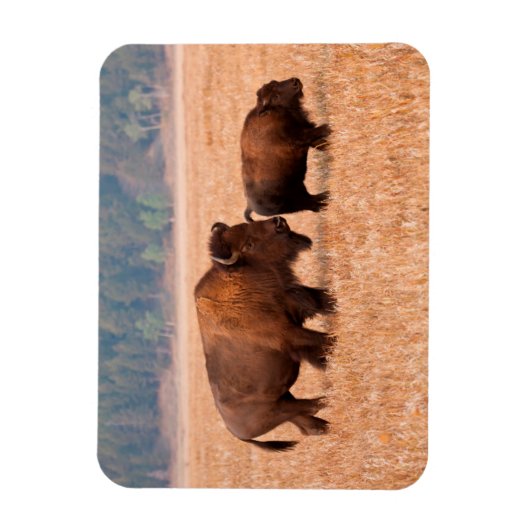 Koe en kalf van American Bison (Bison Bison) Magneet (Verticaal)