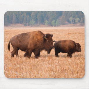 Koe en kalf van American Bison (Bison Bison) Muismat