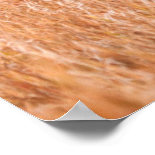 Koe en kalf van American Bison (Bison Bison) Poster (Hoek)