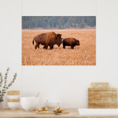 Koe en kalf van American Bison (Bison Bison) Poster (Keuken)