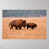 Koe en kalf van American Bison (Bison Bison) Poster (Voorkant)