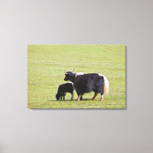 Koe en kalf Yak, Lijiang Canvas Afdruk