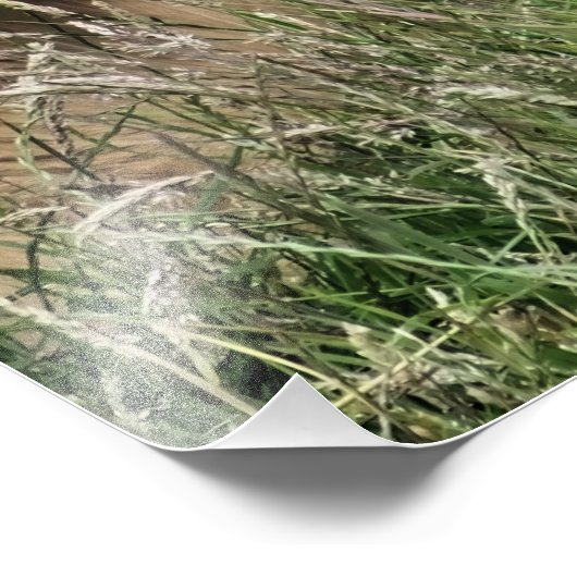 KOE FOTO AFDRUK (Hoek)