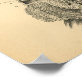 Koe Geitenschapenanatomie 1908  afdrukken Poster (Hoek)